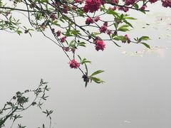 -西湖游船