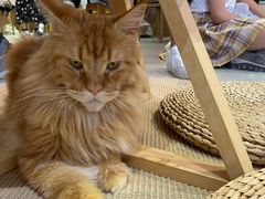 -Heymao猫咖.咖啡厅(东门店)