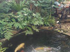 -Fern Forest Cafe