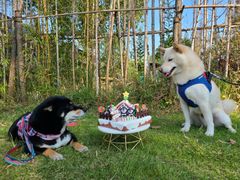 -前小桔亲子创意农场·草莓采摘·露营烧烤