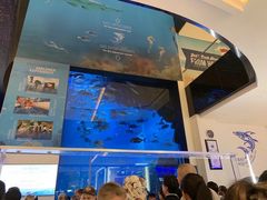 -迪拜水族馆及水下动物园