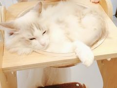 -飞行喵MR PILOT|猫舍·猫咖(静安大融城店)