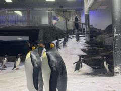 -悉尼海洋生物水族馆