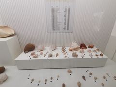 -青岛贝壳博物馆