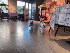 -百好乐宠物友好餐厅(朝外大街店)