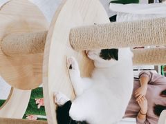 -喵园·猫主题咖啡厅·撸猫·猫咖(国贸店)