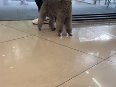 -艾贝尔宠物医院 ·中兽医·宠保定点(北门桥店)