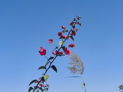 -厦门园林博览苑