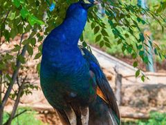 -青藏高原野生动物园