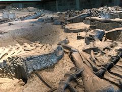 -自贡恐龙博物馆