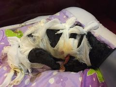 -瑞派天宁宠物医院·猫科·异宠中心