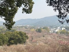 -香雪海