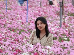 -天适樱花悠乐园