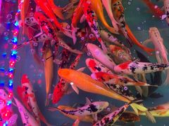 -双季花艺园艺市场(浦东店)