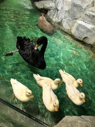 -Zoolung Zoolung动物主题公园(海信广场店)