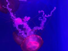 -海合安武汉极地海洋公园