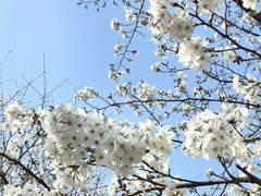 -西北湖绿化广场