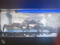 -蟹后Crabber(水悦城店)