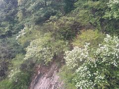 -王顺山国家森林公园