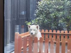 -上海崇明金茂凯悦酒店