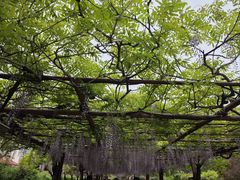 -嘉定紫藤园