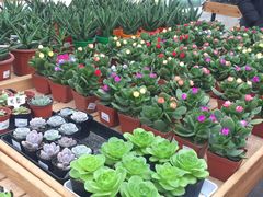 -荷兰花海
