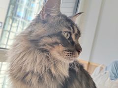 -鼓捣猫呢主题猫咖店