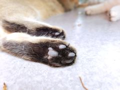 -喵屿·大理花园猫咖