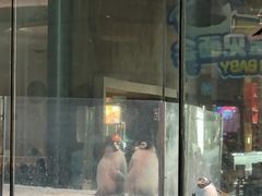 -帝企鹅自助餐厅•儿童岛•真企鹅(长隆企鹅酒店)