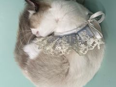 -怪兽屋·羊驼·猫咖·狗咖(俊华广场店)