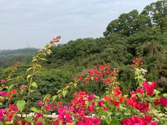 -深圳仙湖植物园