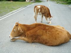 -硗碛藏寨·神木垒景区