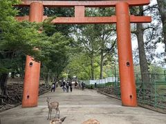 -奈良公园