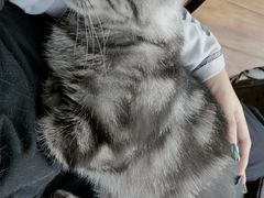 -这儿没有猫·猫咖萌宠馆·撸猫