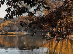 -上海共青森林公园