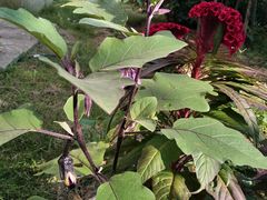 -九里河湿地公园