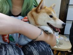 -逗柴咖啡屋·狗咖猫咖宠物桌游