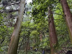 -天目山大树王景区