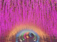 -大塘金香草谷