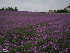 -紫颐香薰山谷景区