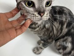 -熊小胖宠物生活馆(天华园店)