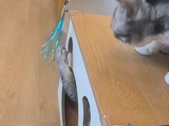 -有喵·猫咖·狗咖·30几只猫10只小狗(岗厦店)