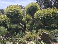 -墨尔本皇家植物园