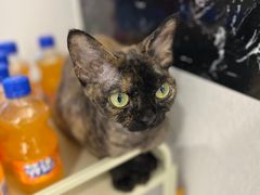 -琪喵猫屋·撸猫猫咖·猫舍