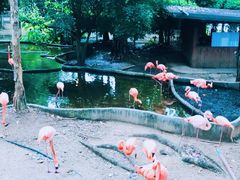 -清迈夜间动物园