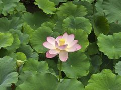 -成都杜甫草堂博物馆