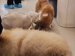 -共舞时光猫咖·狗咖(新街口店)