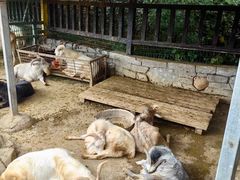 -贵州森林野生动物园