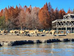 -溱湖国家湿地公园