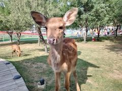 -北京鹿世界主题园
